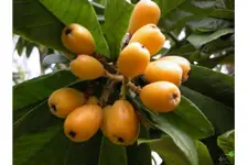 Muşmula Sirkesi Tarifi ve Malzemeleri Muşmula Sirkesi Tarifi ve Malzemeleri