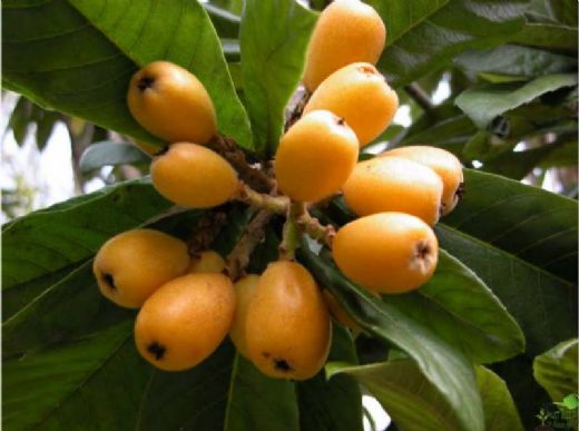 Muşmula Sirkesi Tarifi ve Malzemeleri