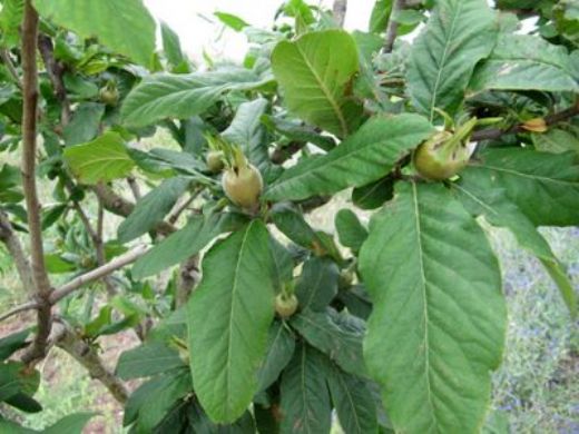 Muşmula Yaprağının Faydaları Nelerdir?