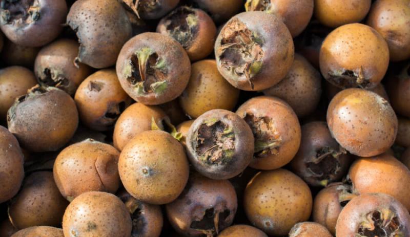 Muşmula Kabızlık Yapar mı?